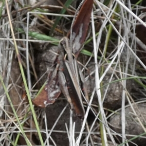 Cryptobothrus chrysophorus at QPRC LGA - suppressed