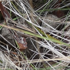 Cryptobothrus chrysophorus at QPRC LGA - suppressed