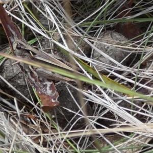 Cryptobothrus chrysophorus at QPRC LGA - suppressed