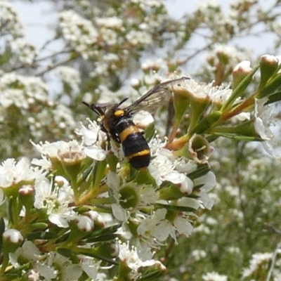 Pterygophorus cinctus (Bottlebrush sawfly) at QPRC LGA - 10 Dec 2023 by Paul4K