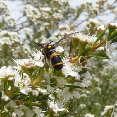 Pterygophorus cinctus (Bottlebrush sawfly) at Borough, NSW - 10 Dec 2023 by Paul4K