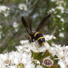 Pterygophorus cinctus at QPRC LGA - 11 Dec 2023