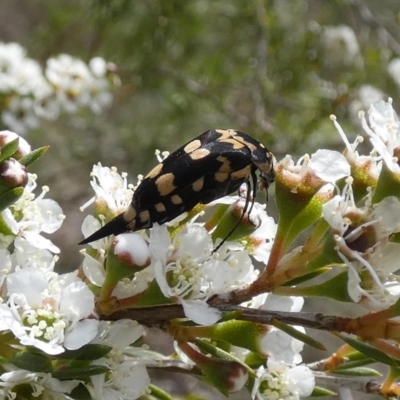Hoshihananomia leucosticta (Pintail or Tumbling flower beetle) at QPRC LGA - 11 Dec 2023 by Paul4K