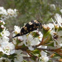 Hoshihananomia leucosticta (Pintail or Tumbling flower beetle) at Borough, NSW - 10 Dec 2023 by Paul4K