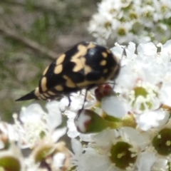 Hoshihananomia leucosticta at Boro - 11 Dec 2023