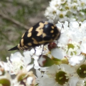 Hoshihananomia leucosticta at Boro - 11 Dec 2023