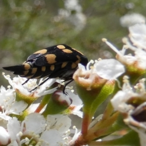 Hoshihananomia leucosticta at Boro - 11 Dec 2023