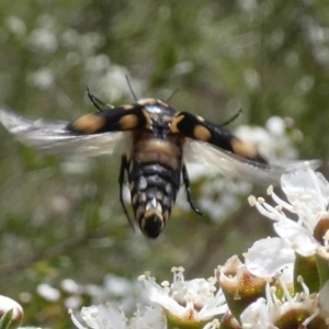 Hoshihananomia leucosticta at Boro - 11 Dec 2023