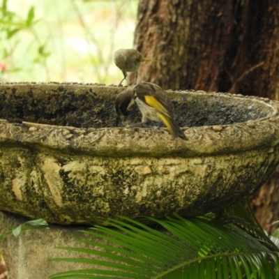 Phylidonyris niger (White-cheeked Honeyeater) at Yengarie, QLD - 11 Dec 2023 by aavankampen