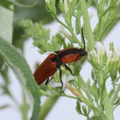 Ophidius elegans (Click beetle) at Theodore, ACT - 11 Dec 2023 by owenh