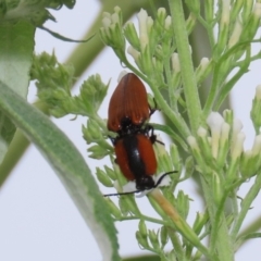 Ophidius elegans at Theodore, ACT - suppressed