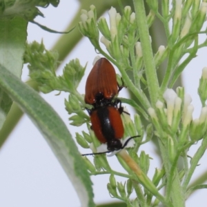 Ophidius elegans at Theodore, ACT - suppressed