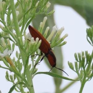 Ophidius elegans at Theodore, ACT - suppressed