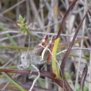 Cirphula pyrrhocnemis at QPRC LGA - 11 Dec 2023