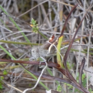 Cirphula pyrrhocnemis at QPRC LGA - 11 Dec 2023