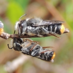 Megachile ferox (Resin bee) at Pollinator-friendly garden Conder - 2 Oct 2023 by MichaelBedingfield