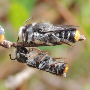 Megachile ferox at Pollinator-friendly garden Conder - 2 Oct 2023