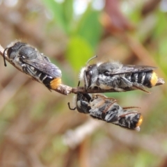 Megachile ferox at Pollinator-friendly garden Conder - 2 Oct 2023 10:35 AM