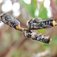 Megachile ferox at Pollinator-friendly garden Conder - 2 Oct 2023