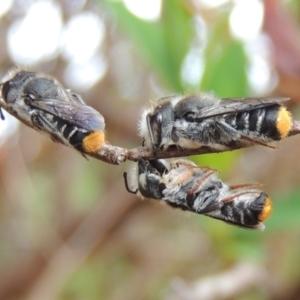 Megachile ferox at Pollinator-friendly garden Conder - 2 Oct 2023