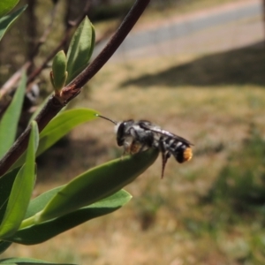 Megachile ferox at Pollinator-friendly garden Conder - 2 Oct 2023 10:35 AM