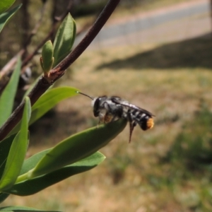 Megachile ferox at Pollinator-friendly garden Conder - 2 Oct 2023