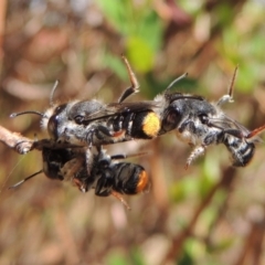 Megachile ferox at Pollinator-friendly garden Conder - 2 Oct 2023