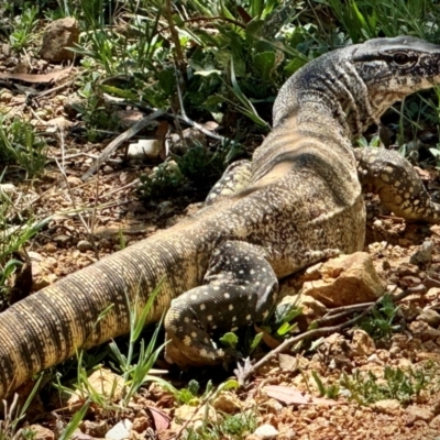 Varanus rosenbergi (Heath or Rosenberg's Monitor) at Michelago, NSW - 13 Nov 2023 by Ged