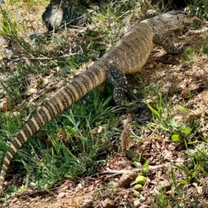 Varanus rosenbergi at Michelago, NSW - 13 Nov 2023