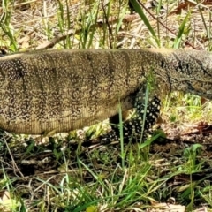 Varanus rosenbergi at Michelago, NSW - 13 Nov 2023