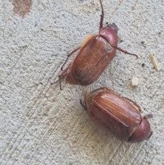 Melolonthini (tribe) (Cockchafer) at QPRC LGA - 12 Dec 2023 by Shairlyn