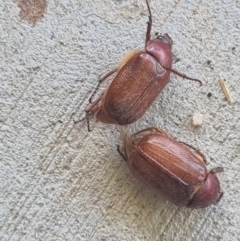 Melolonthini (tribe) (Cockchafer) at Burra, NSW - 11 Dec 2023 by Shairlyn