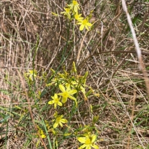 Tricoryne elatior at Mount Majura - 11 Dec 2023