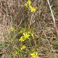 Tricoryne elatior (Yellow Rush Lily) at Mount Majura - 11 Dec 2023 by waltraud