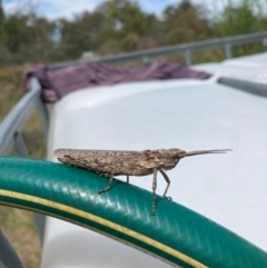 Coryphistes ruricola (Bark-mimicking Grasshopper) at Watson, ACT - 11 Dec 2023 by waltraud