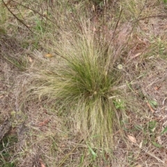 Nassella trichotoma (Serrated Tussock) at Mount Majura - 11 Dec 2023 by waltraud