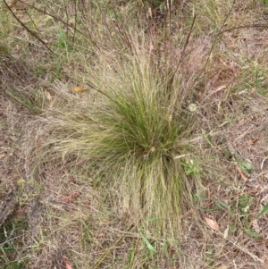 Nassella trichotoma at Mount Majura - 11 Dec 2023