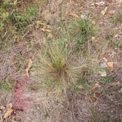 Nassella trichotoma at Mount Majura - 11 Dec 2023