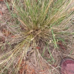 Nassella trichotoma (Serrated Tussock) at The Fair, Watson - 11 Dec 2023 by waltraud