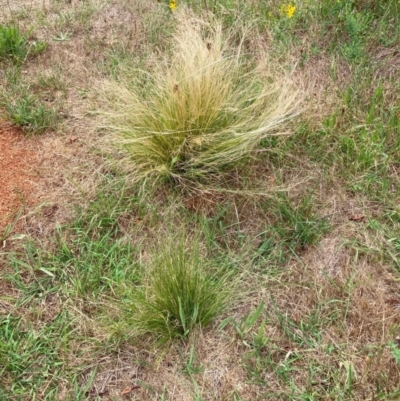 Nassella trichotoma (Serrated Tussock) at The Fair, Watson - 11 Dec 2023 by waltraud