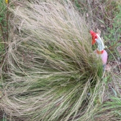 Nassella trichotoma (Serrated Tussock) at The Fair, Watson - 11 Dec 2023 by waltraud