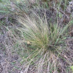 Nassella trichotoma (Serrated Tussock) at The Fair, Watson - 11 Dec 2023 by waltraud