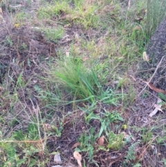 Nassella trichotoma at Mount Majura - 11 Dec 2023