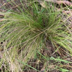 Nassella trichotoma at Mount Majura - 11 Dec 2023