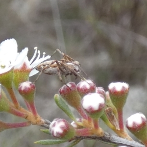 Oxyopes sp. (genus) at QPRC LGA - 11 Dec 2023