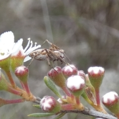 Oxyopes sp. (genus) (Lynx spider) at Borough, NSW - 11 Dec 2023 by Paul4K