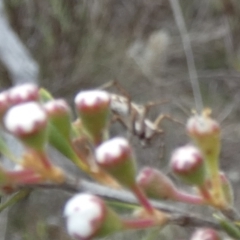 Oxyopes sp. (genus) at QPRC LGA - suppressed