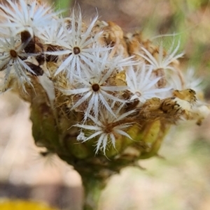 Rutidosis leptorhynchoides at Lake Burley Griffin West - 12 Dec 2023