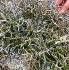 Melicytus angustifolius subsp. divaricatus (Divaricate Tree Violet) at Namadgi National Park - 10 Dec 2023 by alexwatt