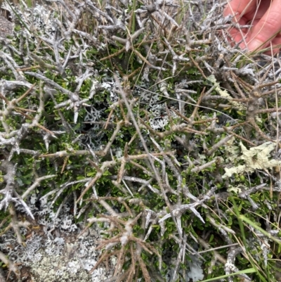 Melicytus angustifolius subsp. divaricatus (Divaricate Tree Violet) at Rendezvous Creek, ACT - 10 Dec 2023 by alexwatt